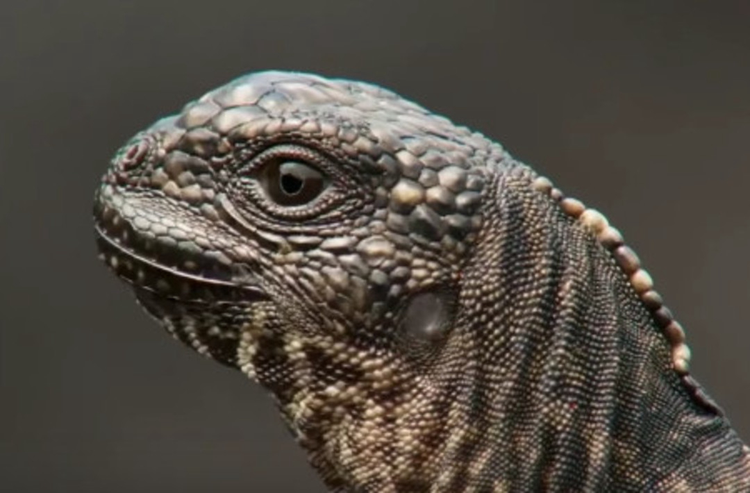 Video shows a lizard escaping from pack of snakes | Science News | Inshorts