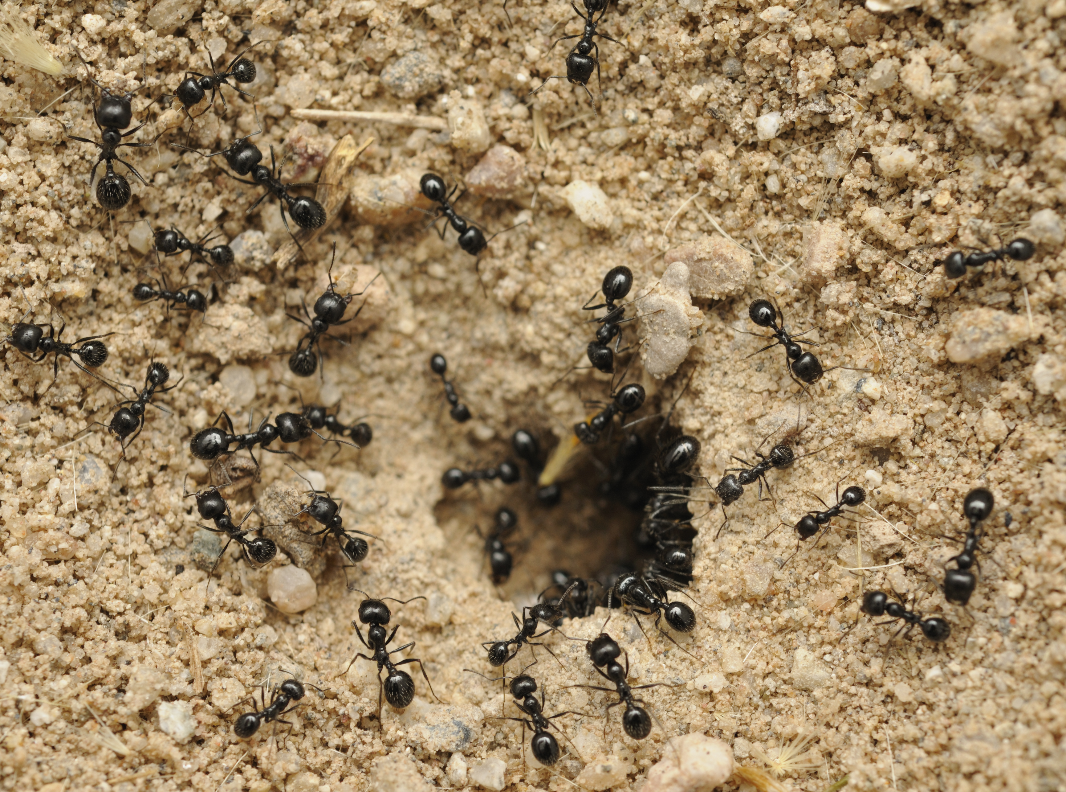 Муравейники черных садовых муравьев