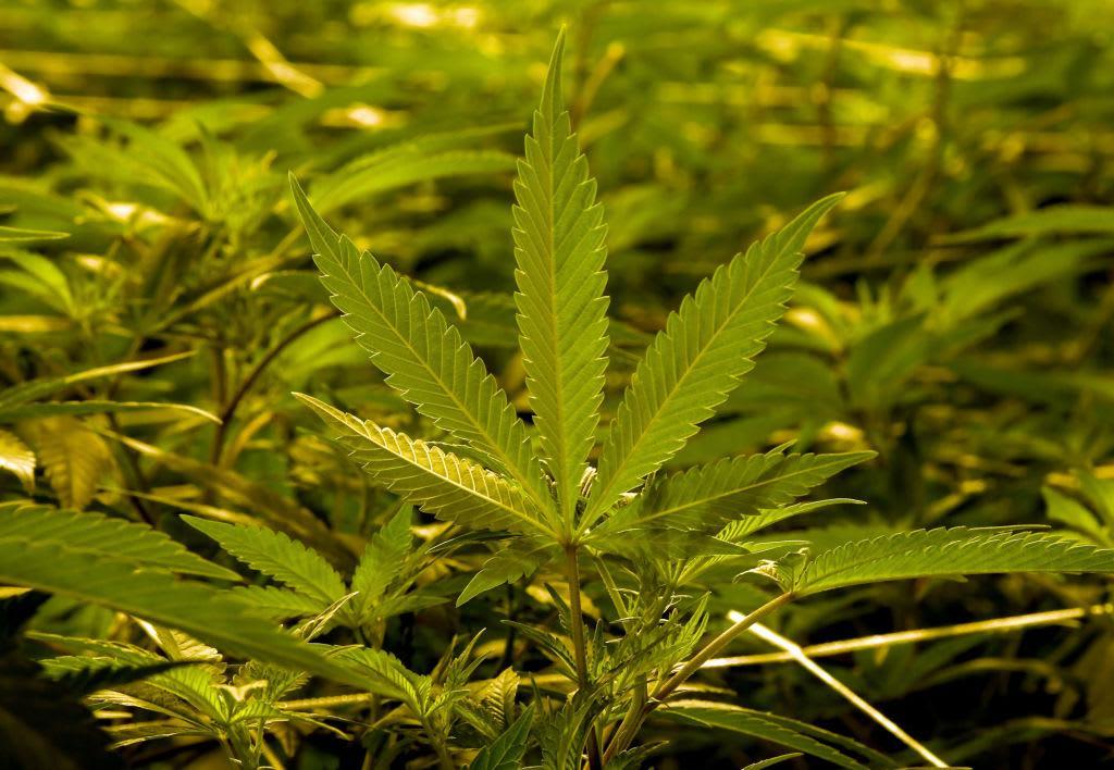 Thailand 1st Southeast Asian nation to legalise medical marijuana