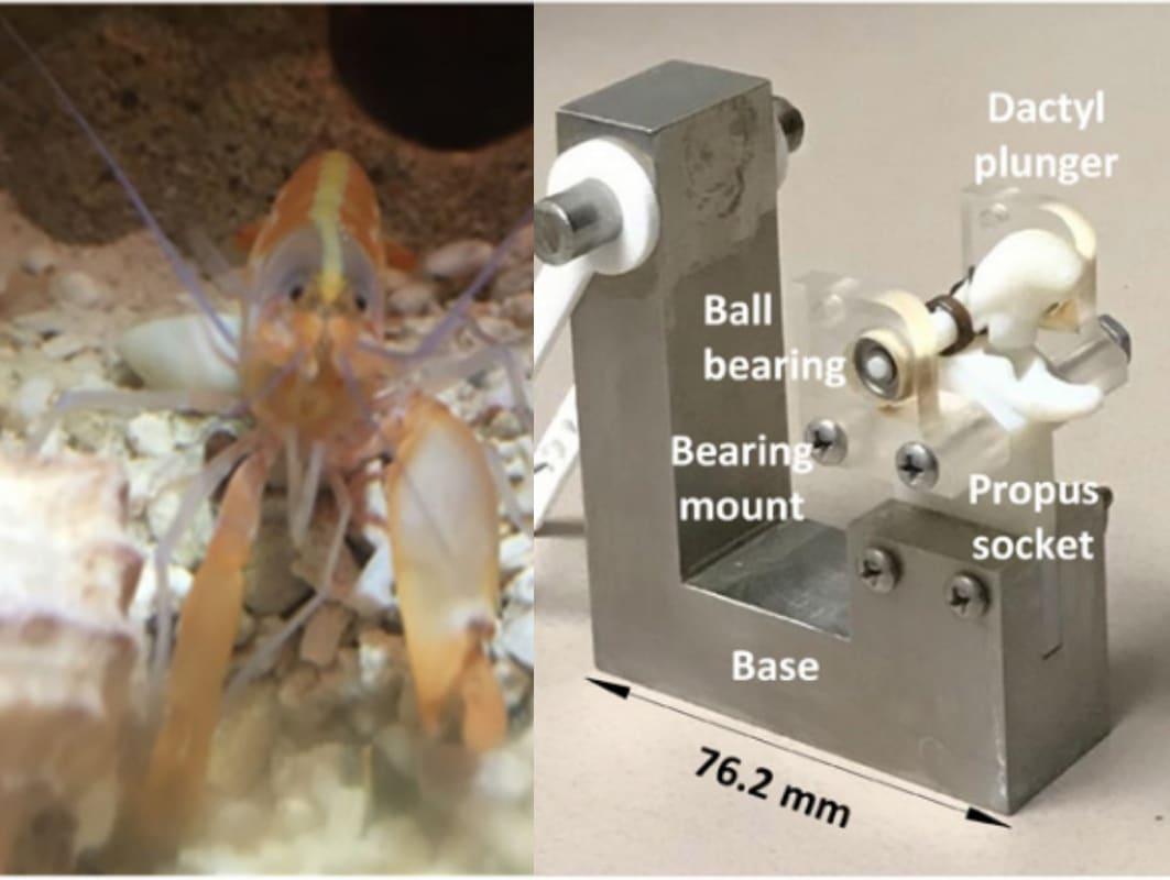 Shrimpinspired 3Dprinted claw that generates plasma made Science
